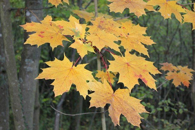 Fort de Mutzig  l'automne,  15 minutes du Gite en Alsace